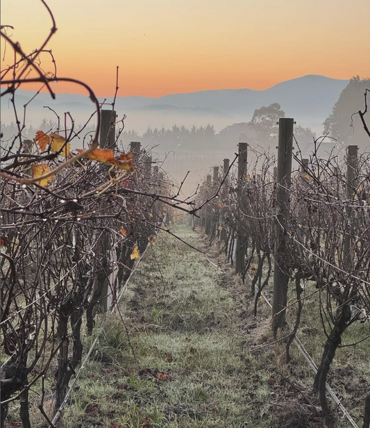 Close-Planted Pinot Noir — From Burgundy Tradition to Yarra Valley Precision