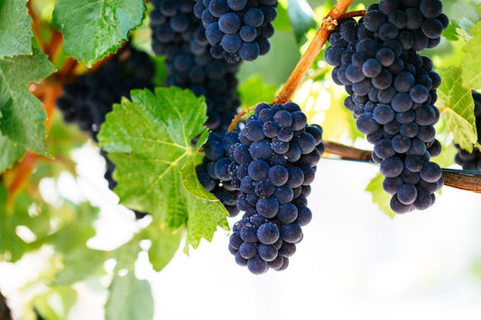 MV6 Pinot Noir in Australia – Part 1: Origins and Vine Heritage
