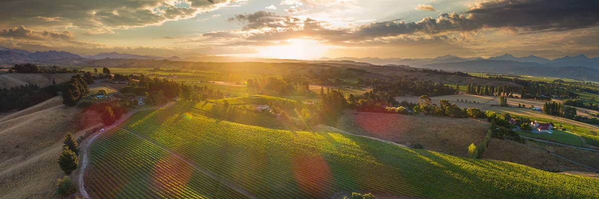 Marlborough Pinot Noir - Fine Pinot