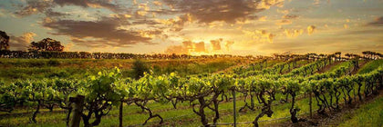 Tasmania Pinot Noir - Fine Pinot