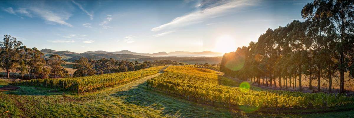 Bream Creek Vineyard - Fine Pinot