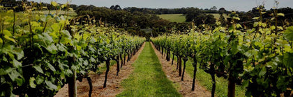 Mornington Peninsula Pinot Noir - Fine Pinot