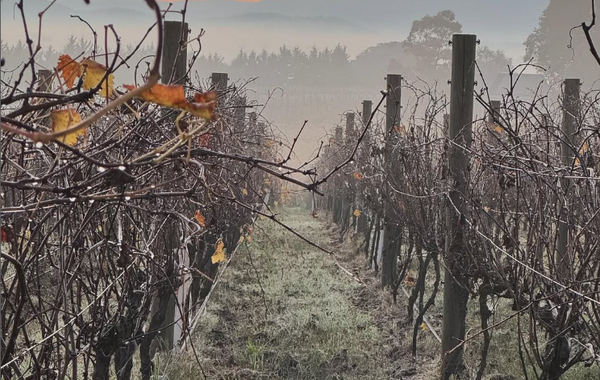 Close-Planted Pinot Noir — From Burgundy Tradition to Yarra Valley Precision