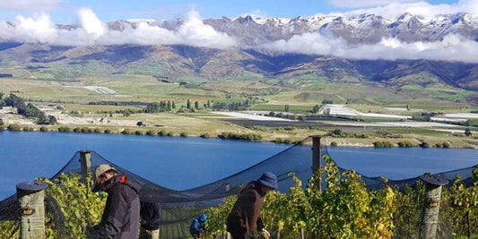 The Beginning: A Gateway to Central Otago Pinot Noir