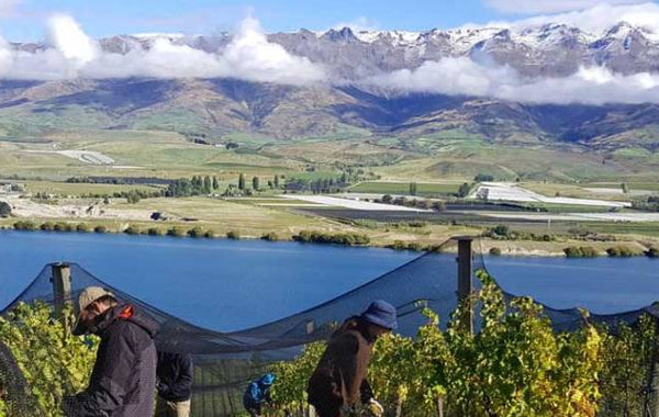 The Beginning: A Gateway to Central Otago Pinot Noir