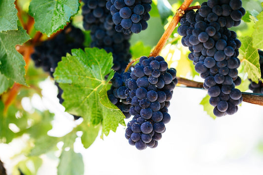 MV6 Pinot Noir in Australia – Part 2: Flavours and Fine Bottles