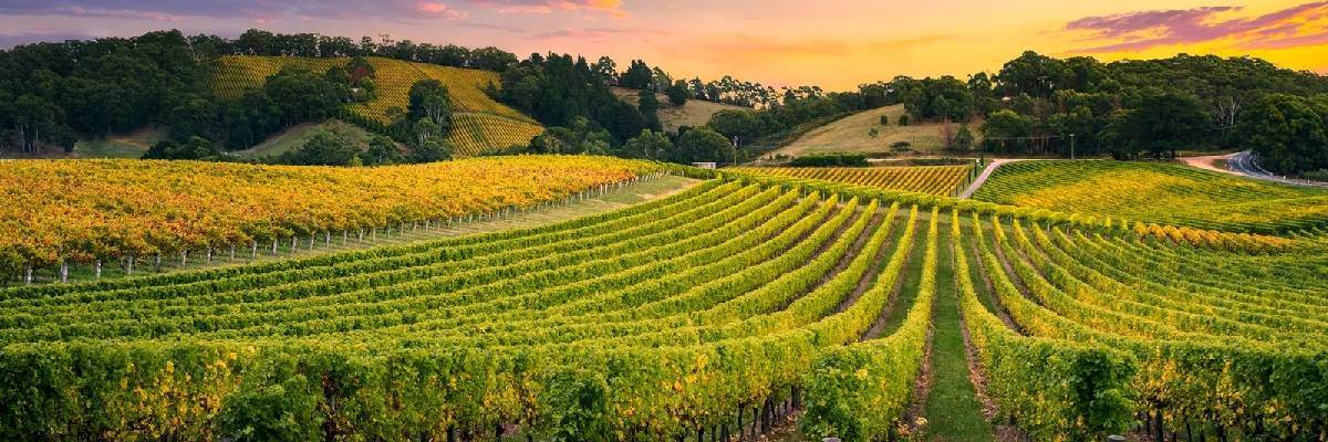 Adelaide Hills Pinot Noir - Fine Pinot