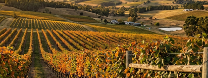 Coal River Valley Pinot Noir Landscape Vineyard Banner
