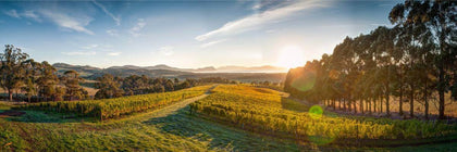 Bream Creek Vineyard - Fine Pinot
